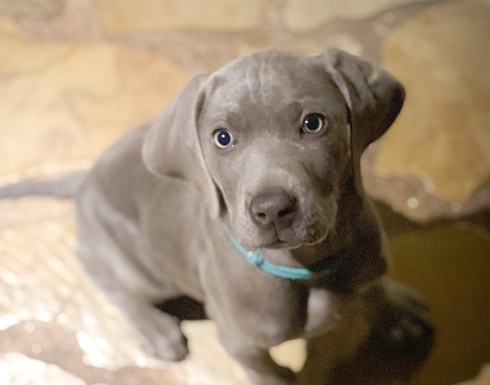 Nuevo miembro en la familia