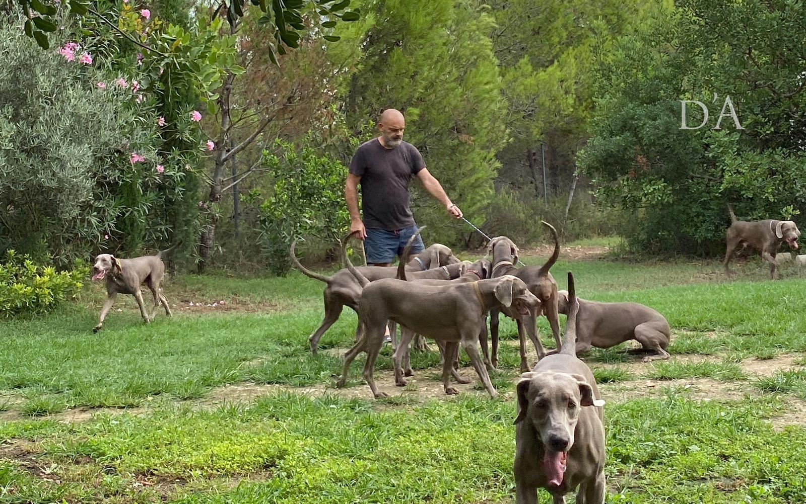 El Weimaraner está de moda