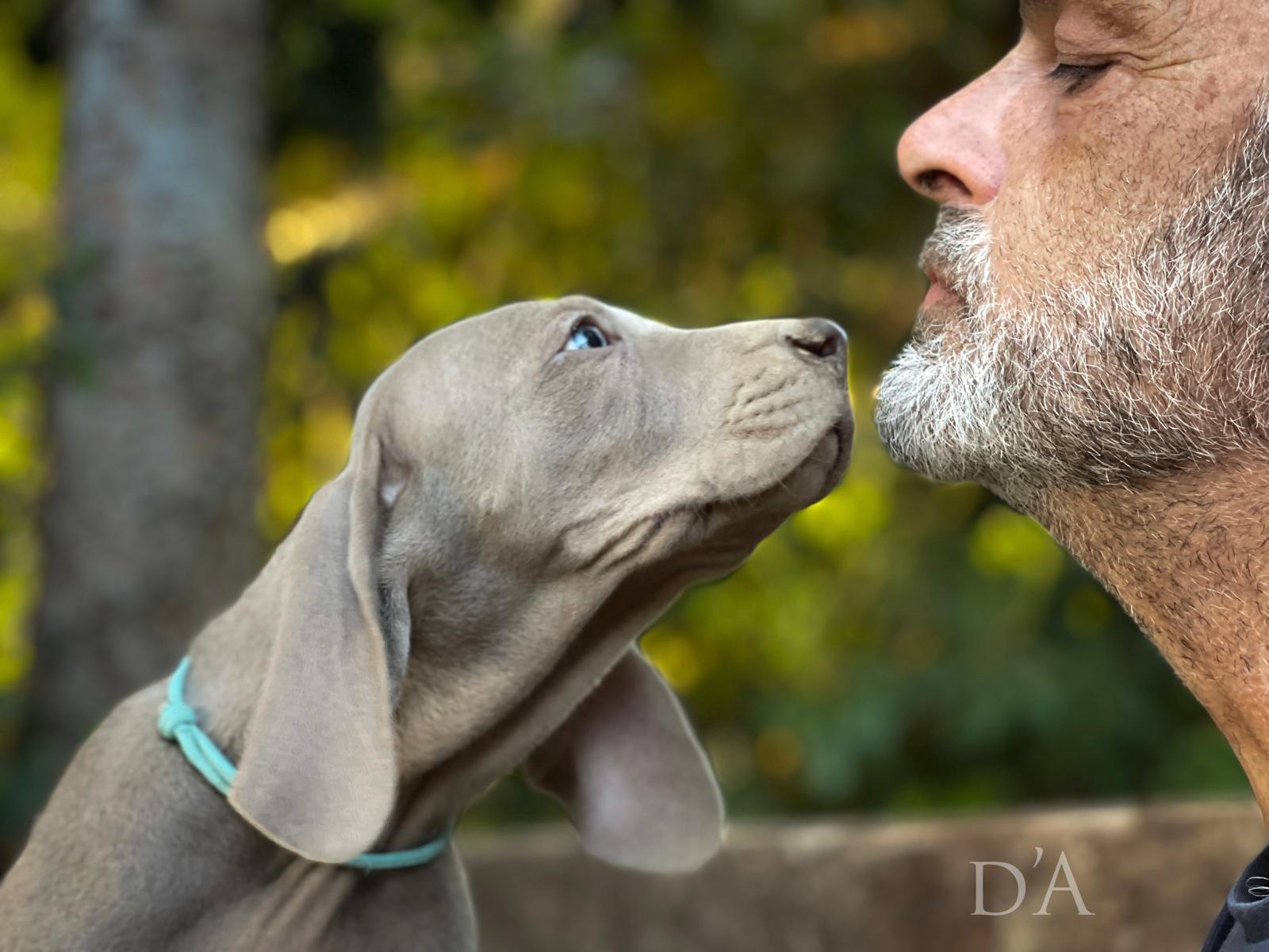 Razones para contar con un Weimaraner