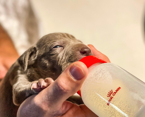 Cría ética de Weimaraner: salud, vínculo y responsabilidad