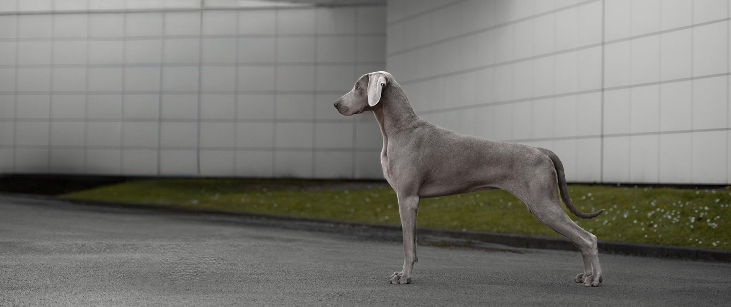 Lara Land De Almasae