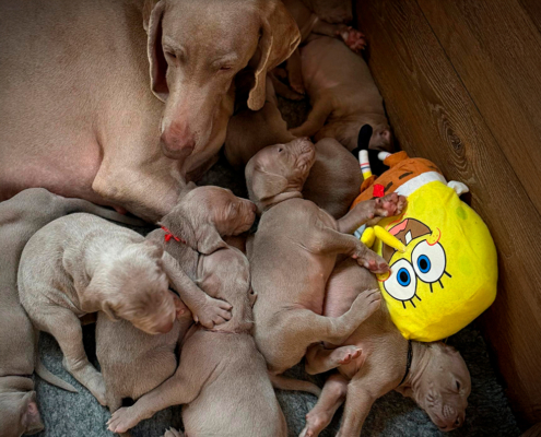 Los cachorros cumplen un mes